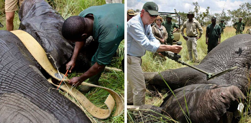Proactive Conservation: The Singita Grumeti Elephant Collaring Project