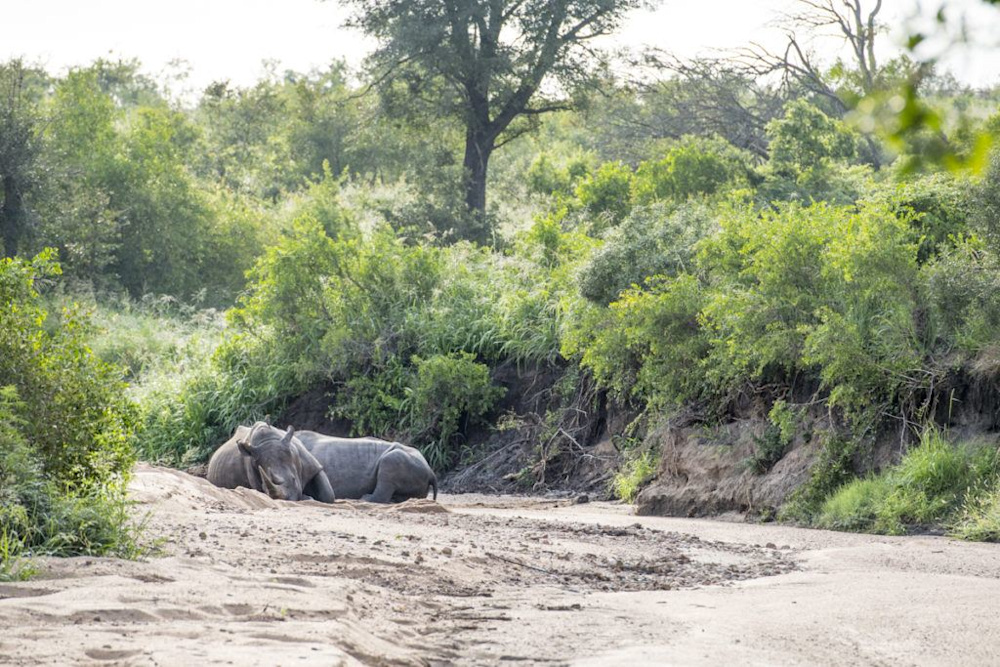 Charting the Waters at Singita Sabi Sand