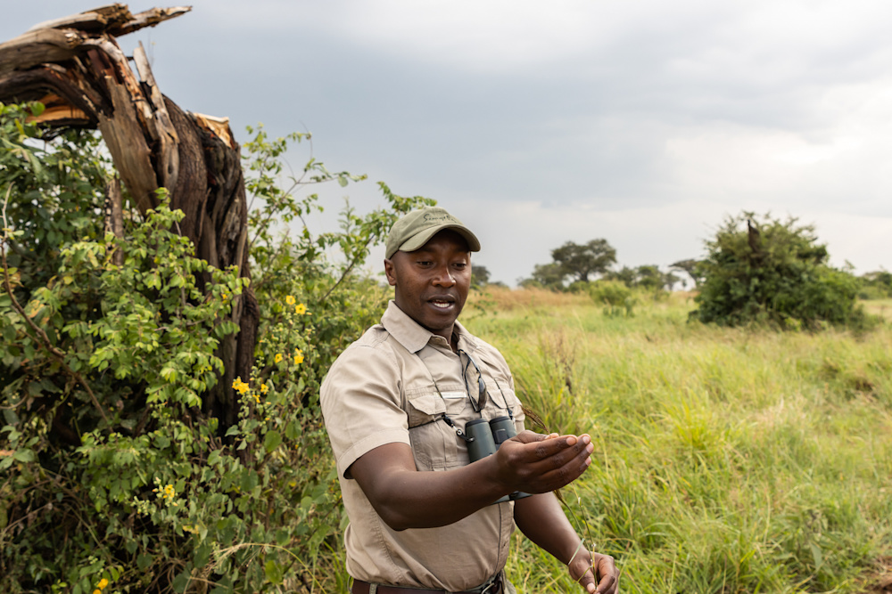 Saitoti unpacks the many uses of the plants growing in just a small patch of the savannah 