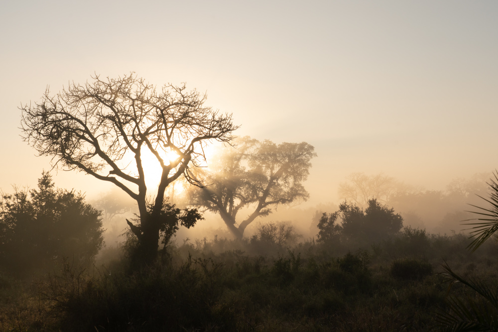 While updated and refreshed, the essence of Ebony – as a significant piece of Singita's history – has been preserved