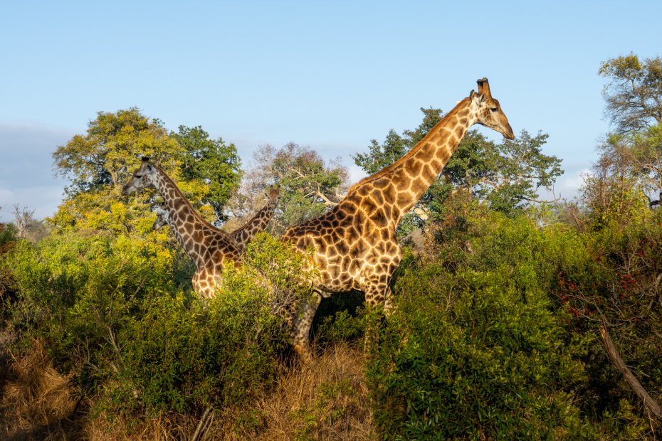 south african safari lodges