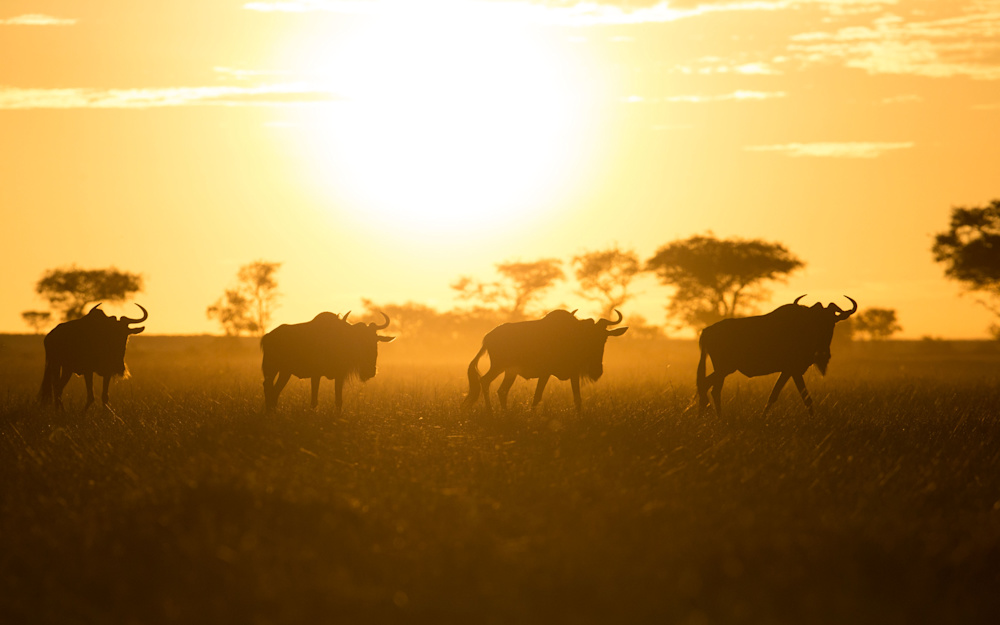Tanzania's iconic plains and renown for wildlife makes it a game-viewing paradise