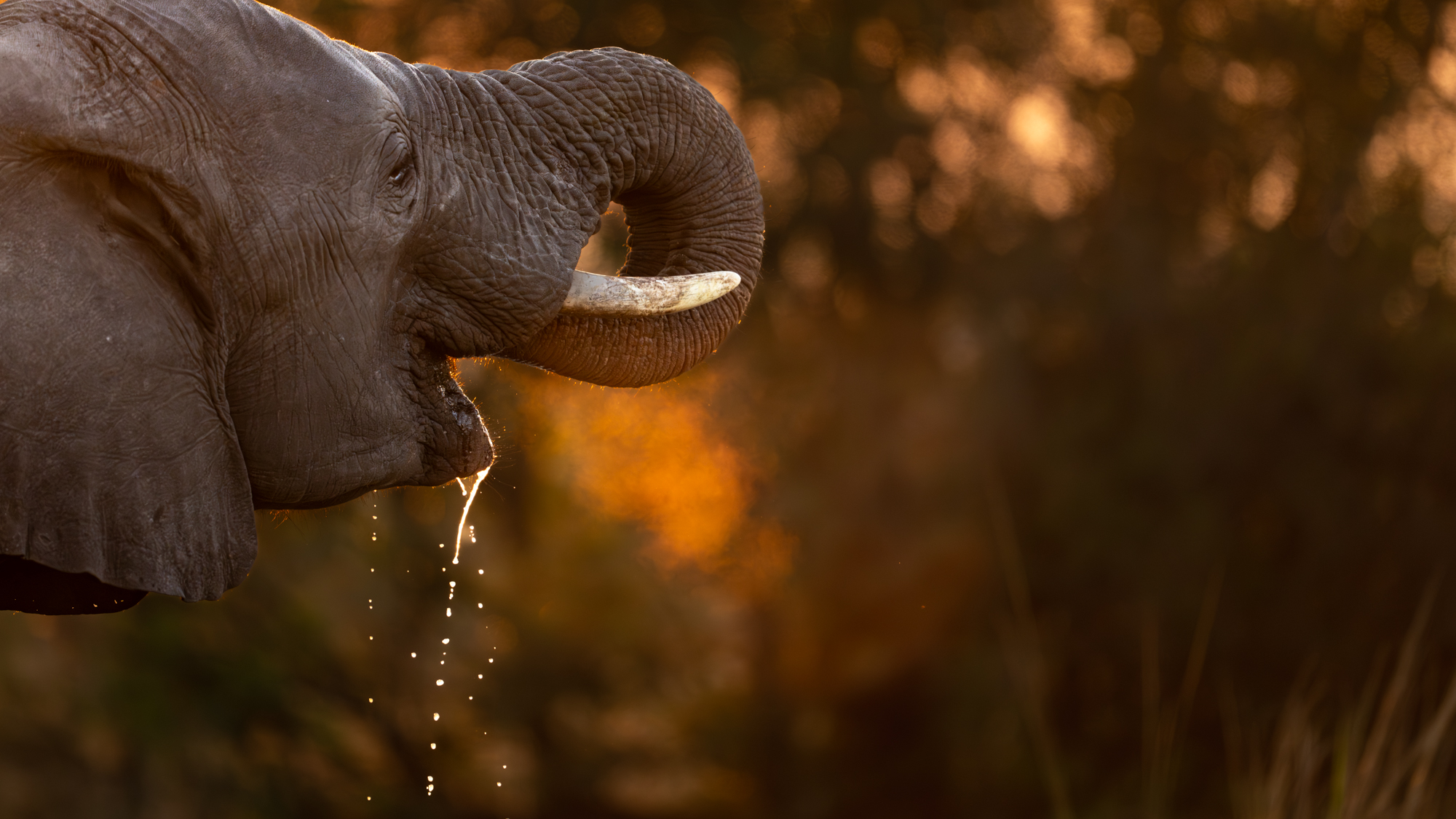 Elephant Drinking Close Up