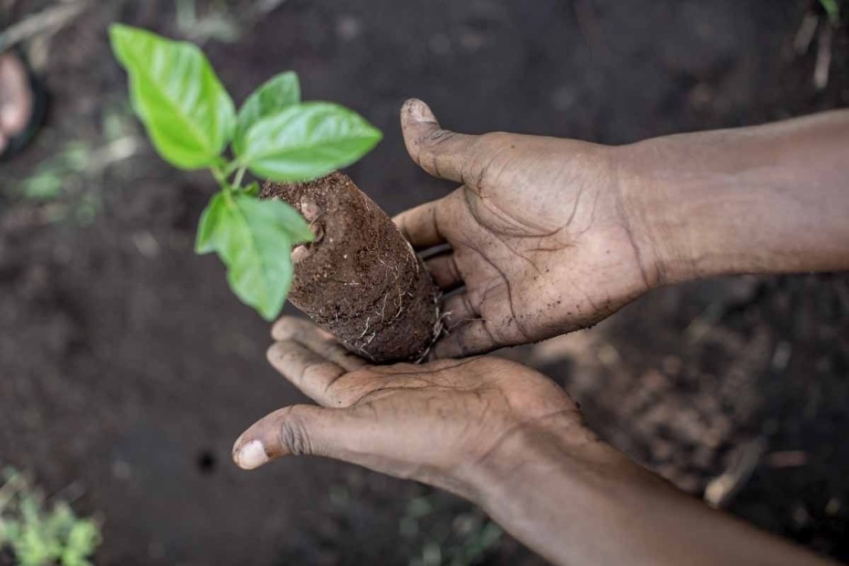 Gardener planting seedling