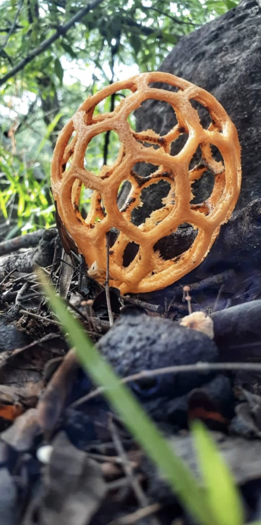 Photo by Josh Saunders.