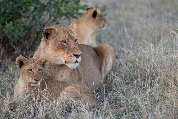 lion kills tourist kruger park