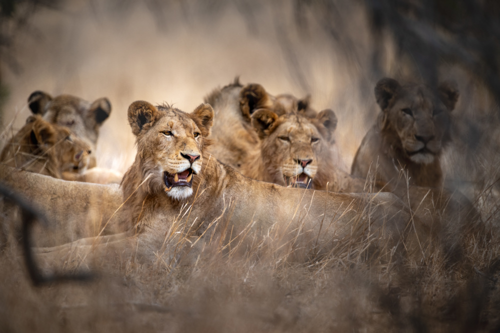 Most famous for its impressive lion prides, Kruger National Park is not short on other game and is home to abundant wildlife, including the Big Five and prolific bird species