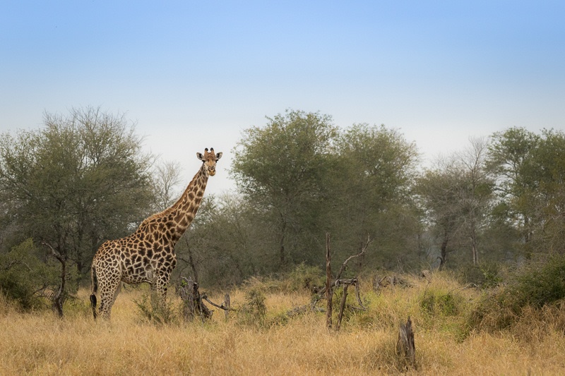 A First-Time Family Safari