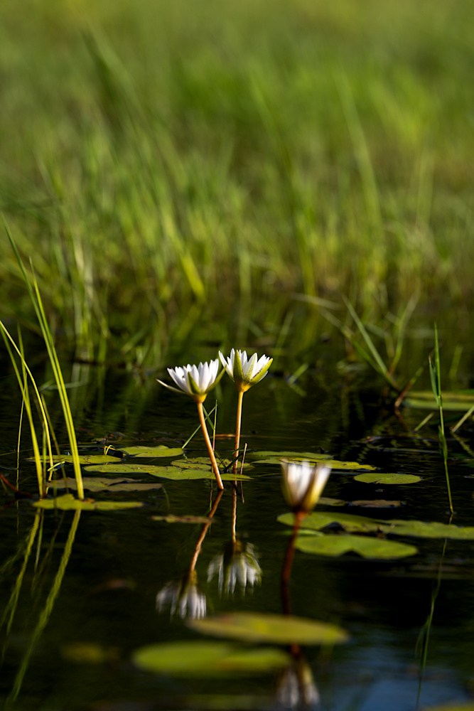 Singita Okavango Delta Water Pan