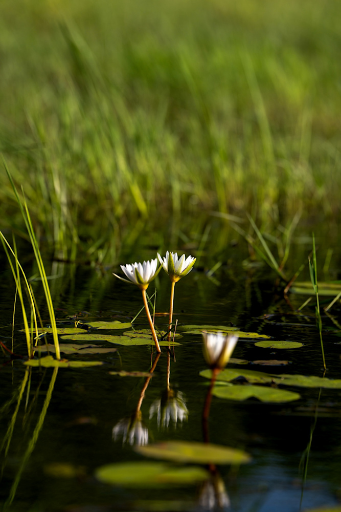Singita Okavango Delta Water Pan