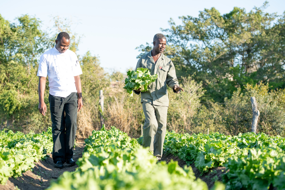 David Shilabi's community gardens supply fresh produce to our lodges in South Africa, allowing our chef teams to source exactly what they need