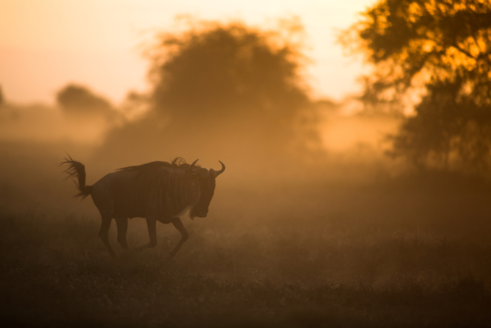Known as the home of the Great Migration, the Serengeti is nevertheless a year-round game-viewing destination, known for plentiful herds of plains game and predators