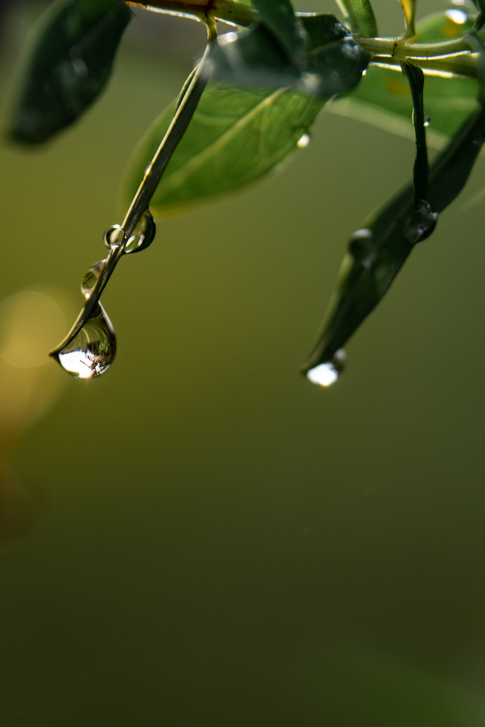 Ubumwe Women's Trail