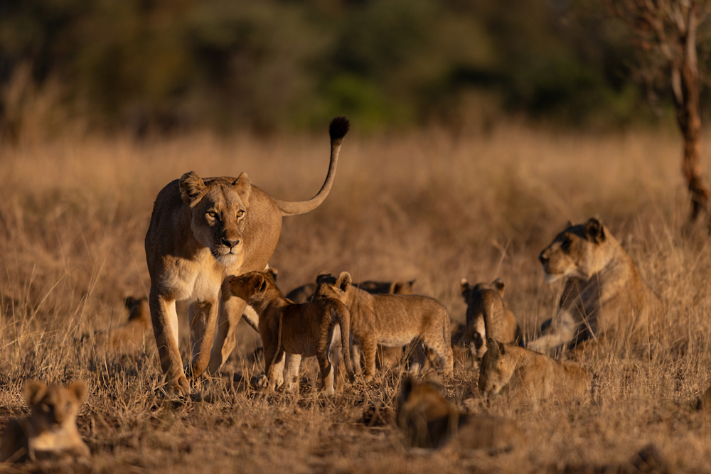 Mathieu Courdesses SKNP