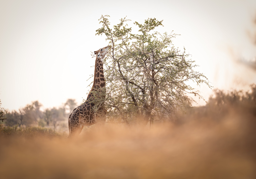 Gadmel Kimaro on symbiosis