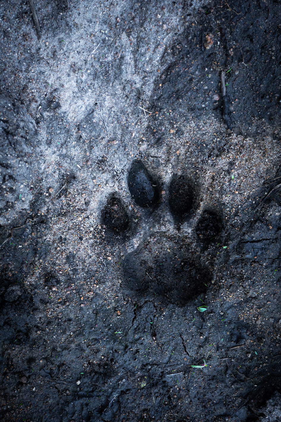 Ways to experience the bush