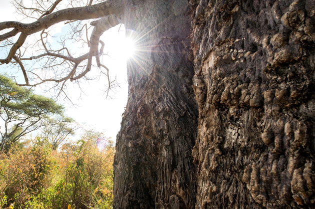 Bush Tales from Singita Pamushana, Zimbabwe
