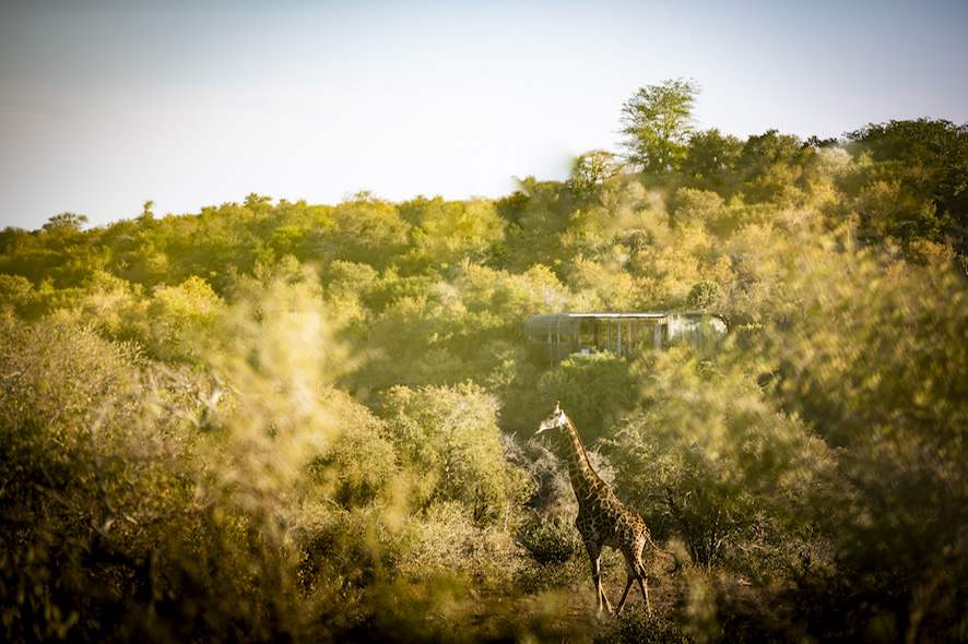 Our lodges located in the iconic landscape of Singita Kruger National Park offer superb game viewing and once-in-a-lifetime experiences