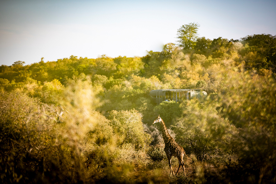 Our lodges located in the iconic landscape of Singita Kruger National Park offer superb game viewing and once-in-a-lifetime experiences
