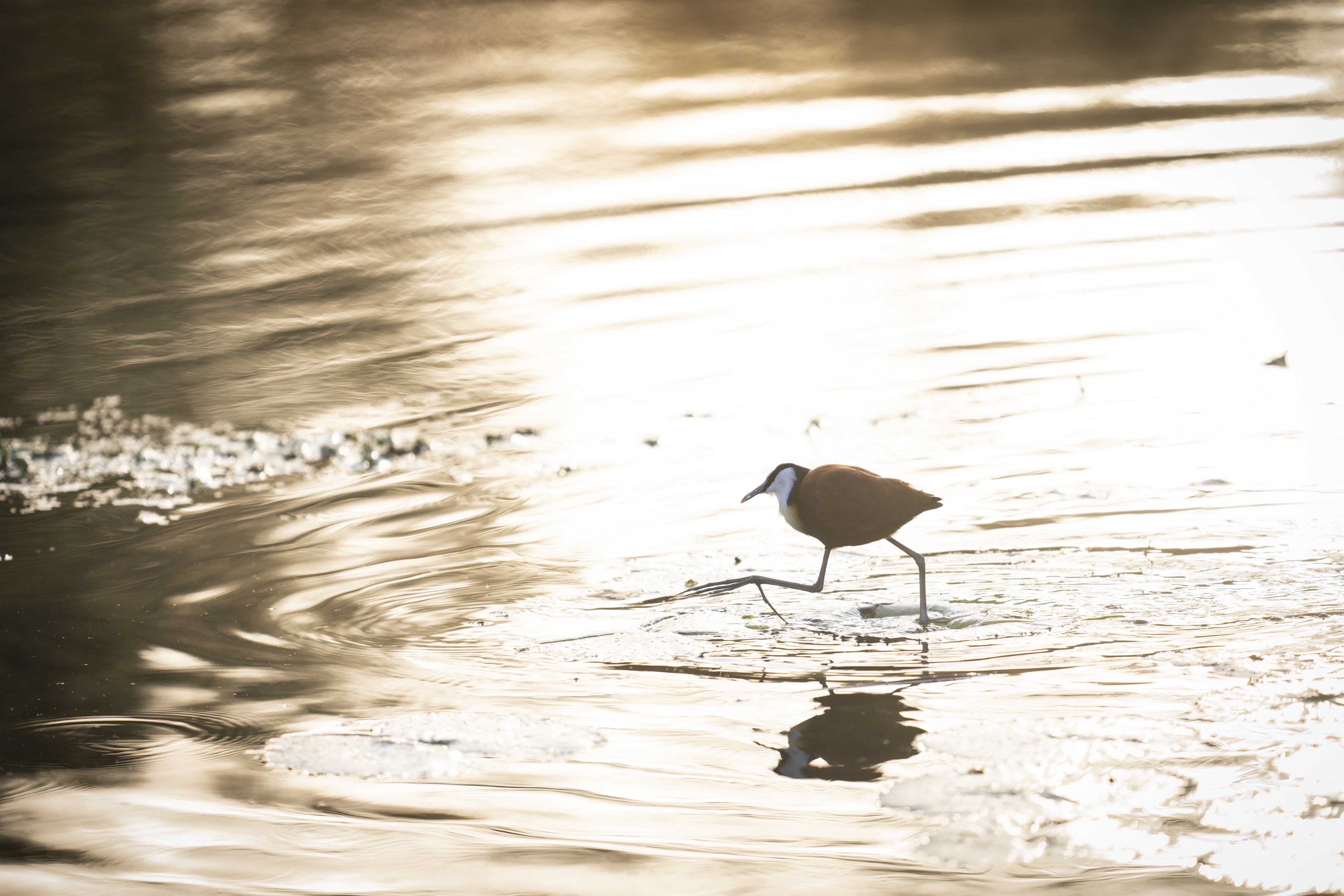 Bird song at dawn