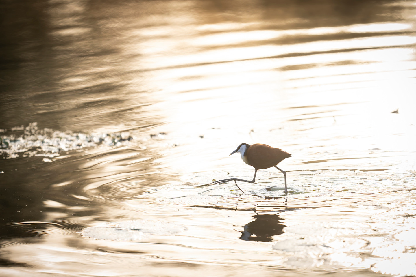 Bird song at dawn