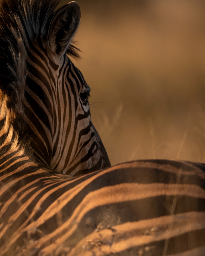 Zebra in the Kruger private reserves, South Africa
