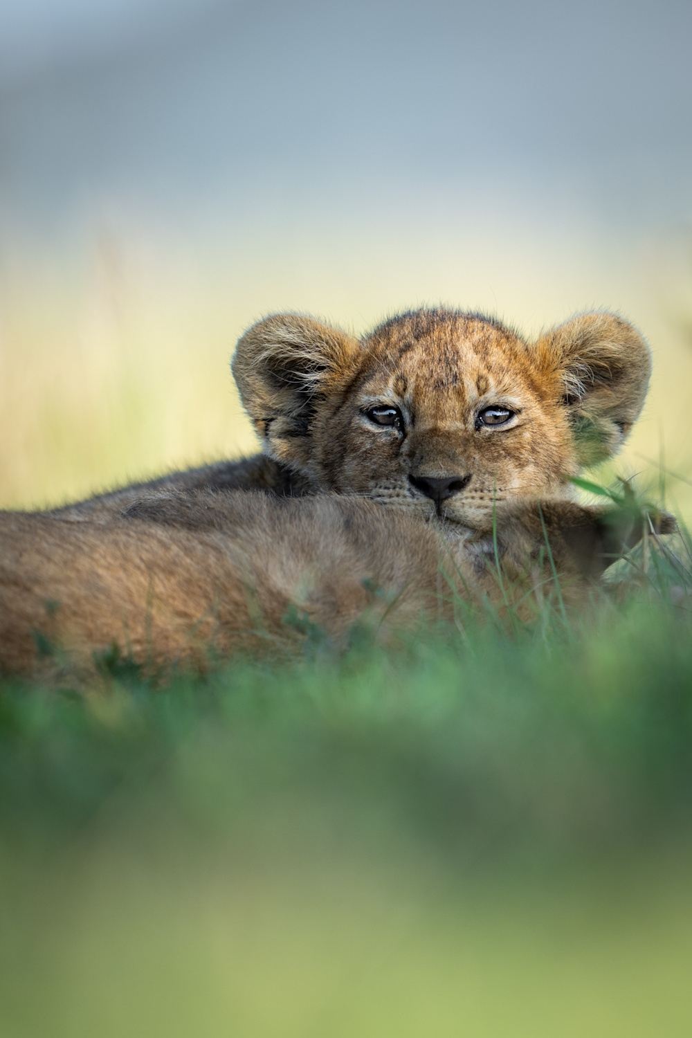 Gadmel Kimaro on symbiosis