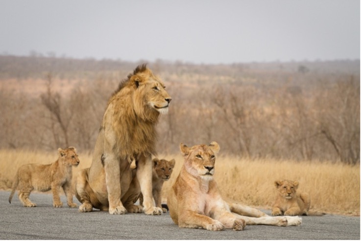 male lion pride