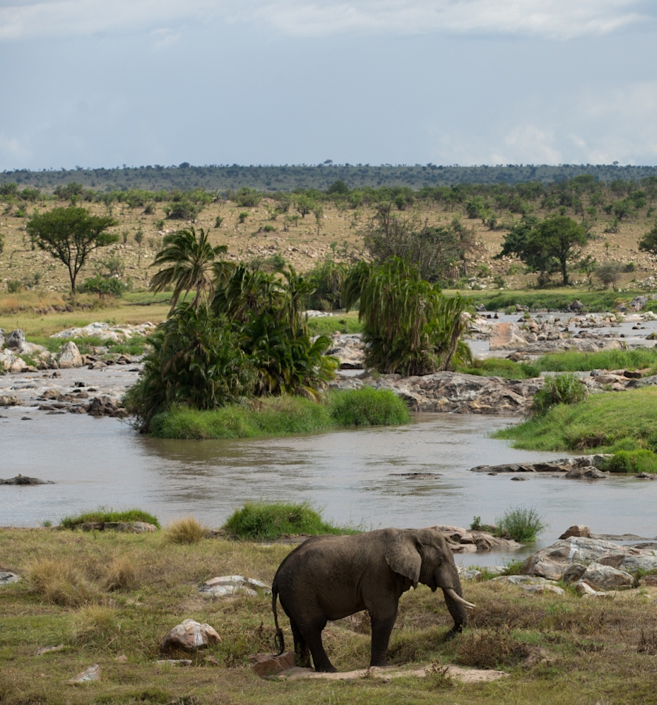 elephant at a watering hole in Lamai