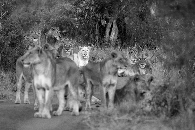 A First-Time Family Safari