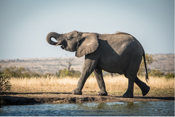 Singita Sabi Sand: June 2021 | Singita