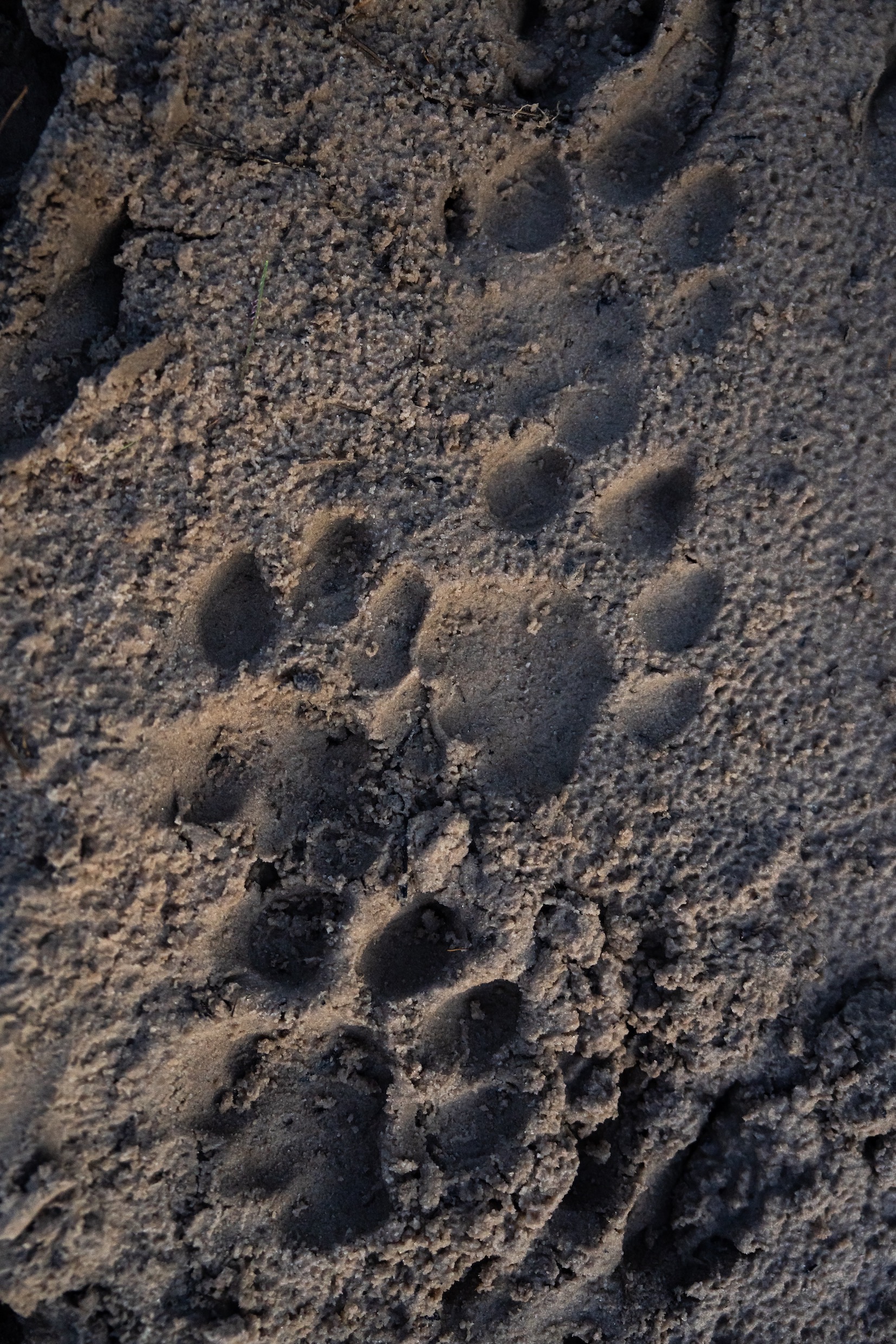 Singita Okavango Delta Nthopang Xani 