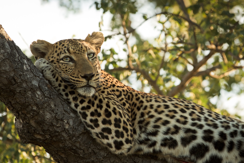 Conservation SOS: Africa's Leopards Battling Extinction