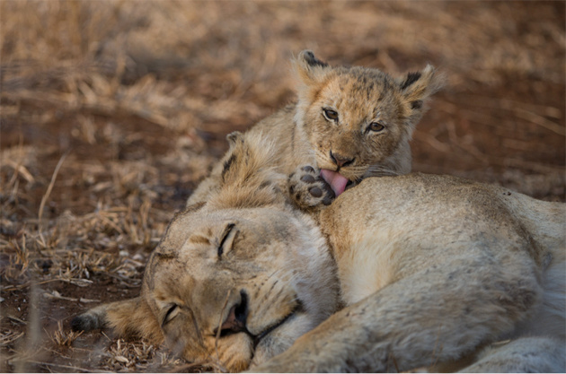 Singita Kruger National Park Lions