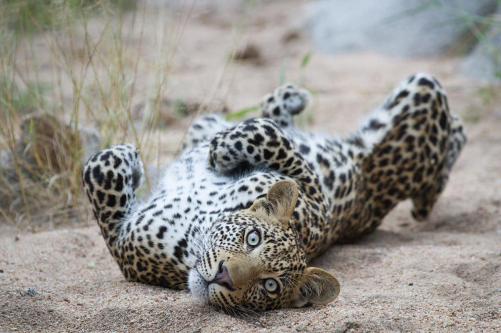 Conservation SOS: Africa's Leopards Battling Extinction
