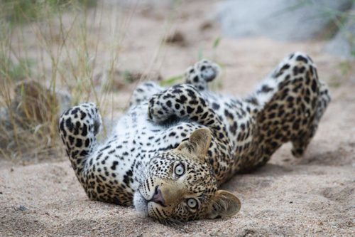 Leopard Extinction Rater Conservation SOS: Africa's Leopards Battling Extinction | Singita