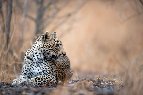 Leopard, Kruger National Park