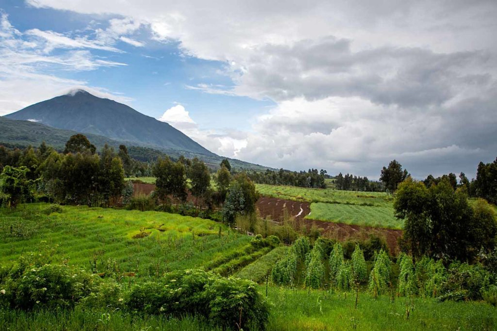 Helping to Conserve Africa’s Magnificent Mountain Gorillas