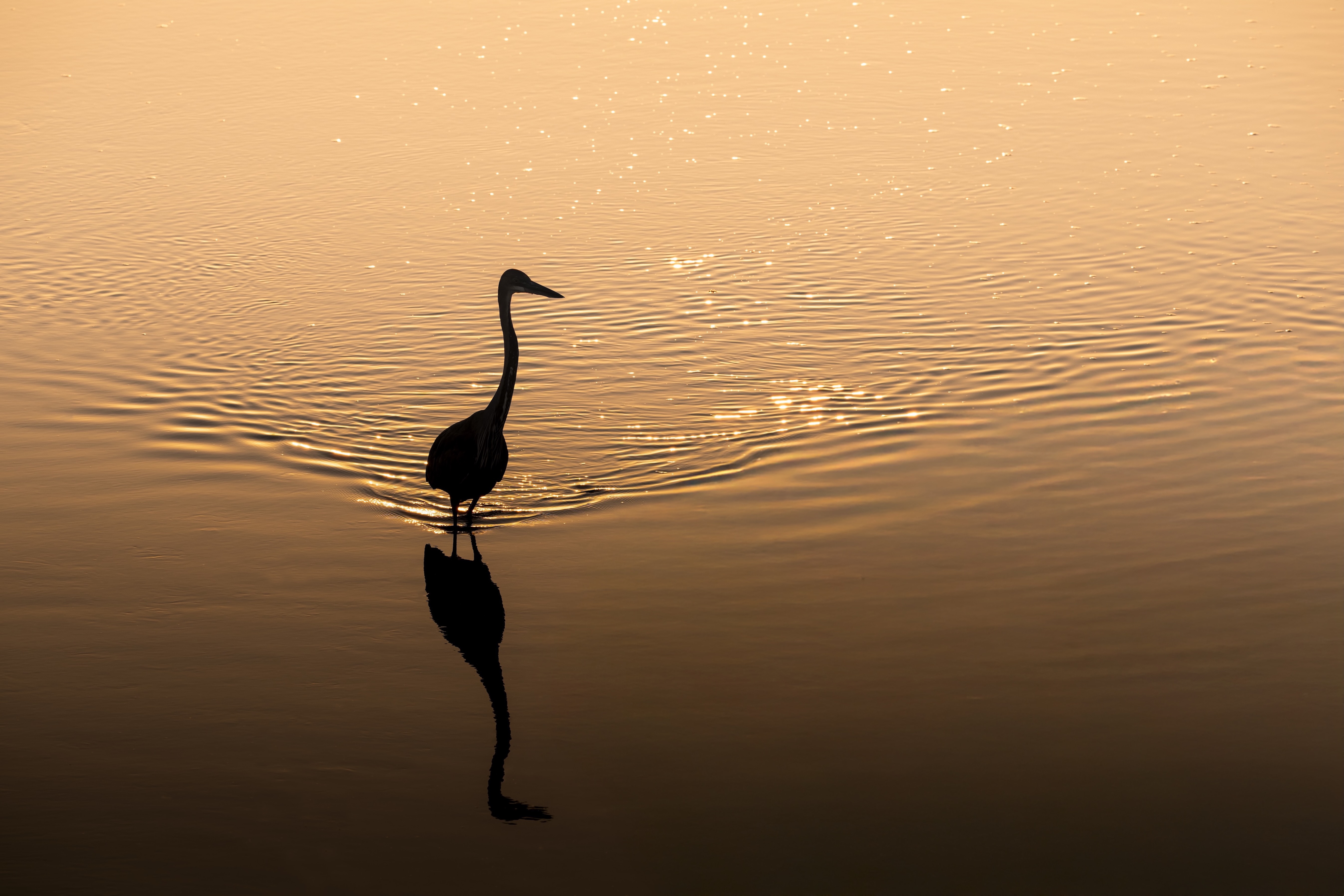 Daniel Hartmann post