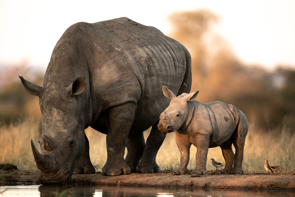 Part of our 100-year purpose entails working with non-profit partners to support their ongoing efforts to protect the wildlife under our guardianship, especially those species that are threatened