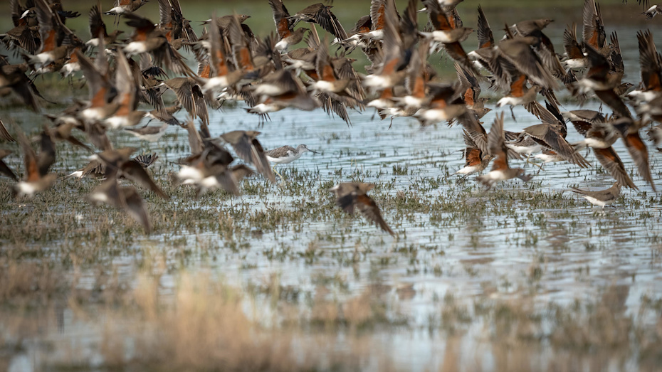 Singita Okavango Delta Birds