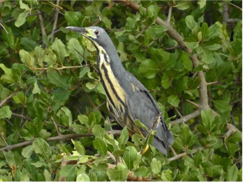 Dwarf bittern. Photo by Brian Rode.