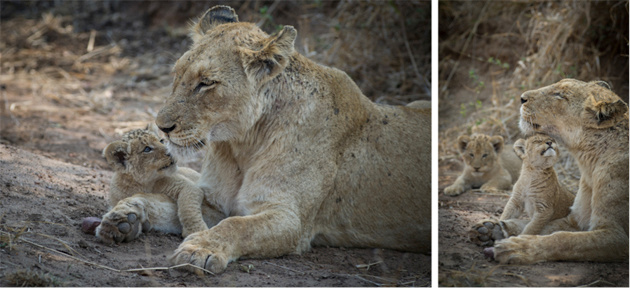 Singita Kruger National Park Lions