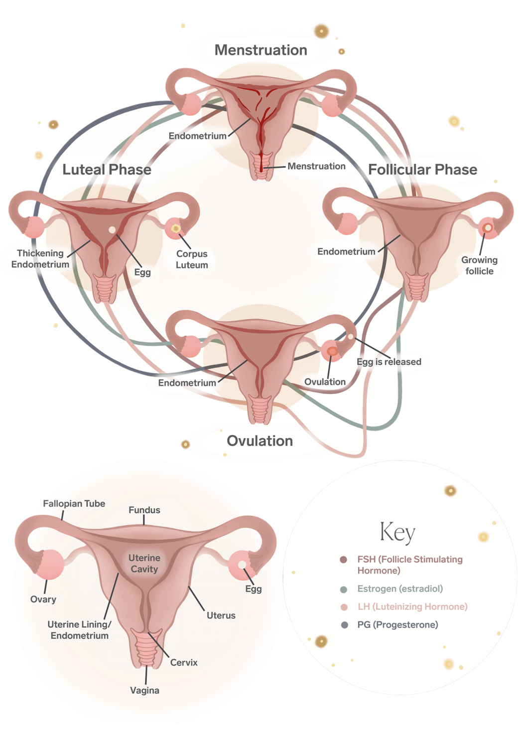 The menstrual cycle has 2 phases, namely, follicular phase and the