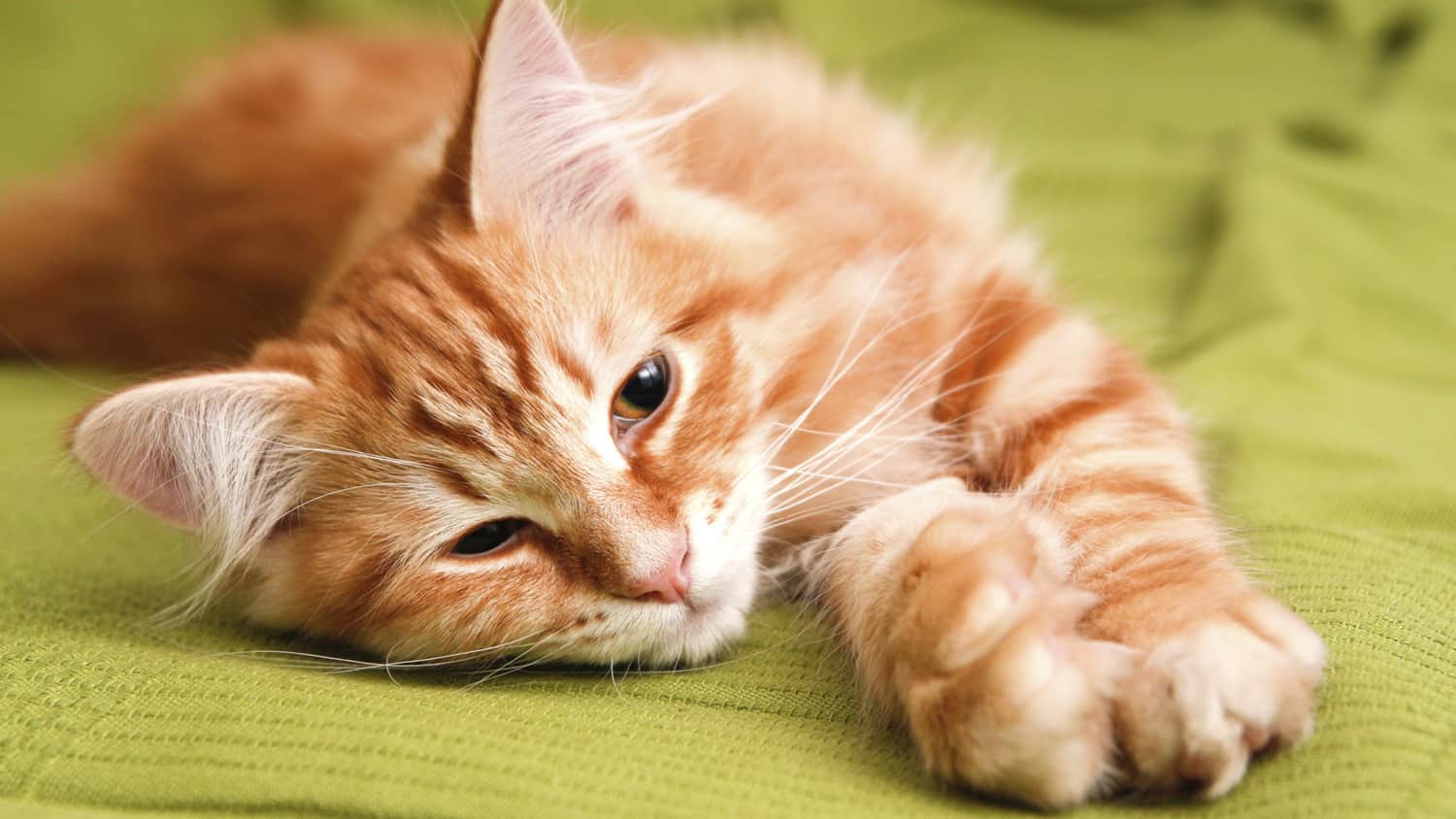 Kissan virtsatieongelmat – Virtsatietulehdus ja virtsakiteet | Musti ja  Mirri