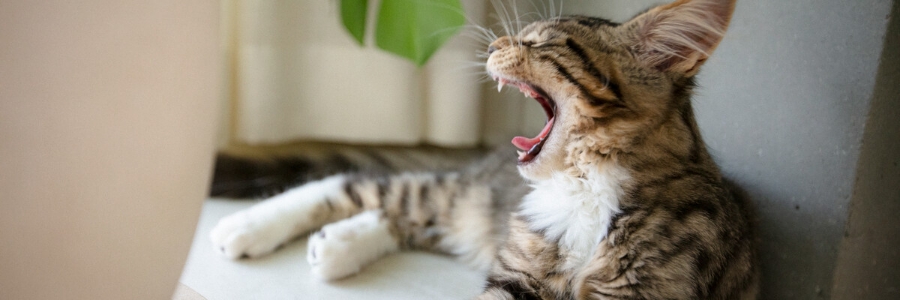 Mun- och tandproblem hos katt | hand kattens | Arken Zoo