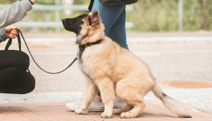 Dogs in training