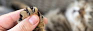 S Klipper Du Klorna P Din Katt Kattv rd Arken Zoo Arken Zoo S Klipper Du Klorna P Din Katt Kattv rd Arken Zoo Arken Zoo