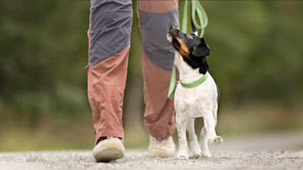 DSG gå pent i bånd