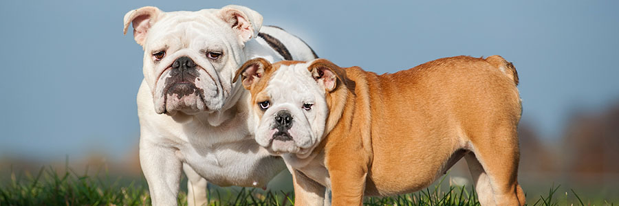 Bulldog, Fakta om hundrasen engelsk bulldog, bulldog 